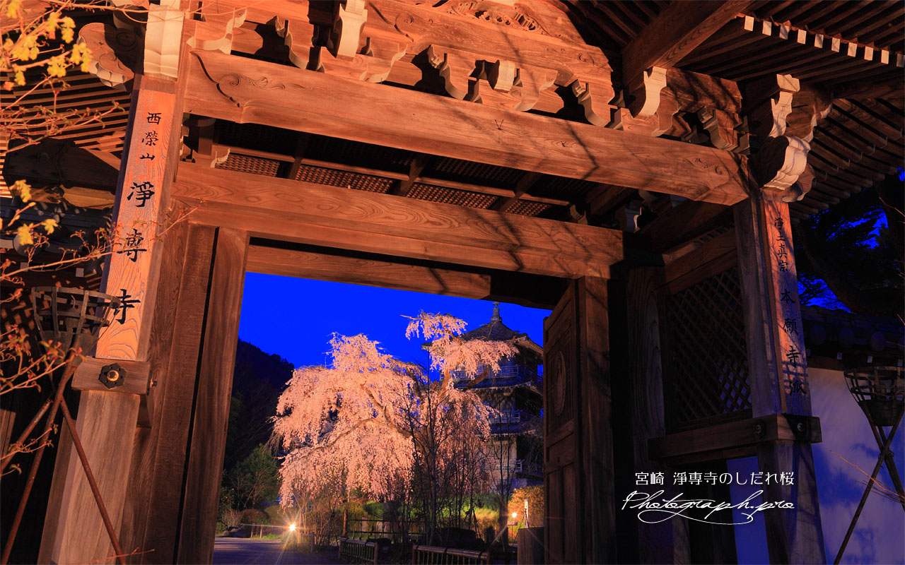 淨専寺山門越しの枝垂れ桜 壁紙