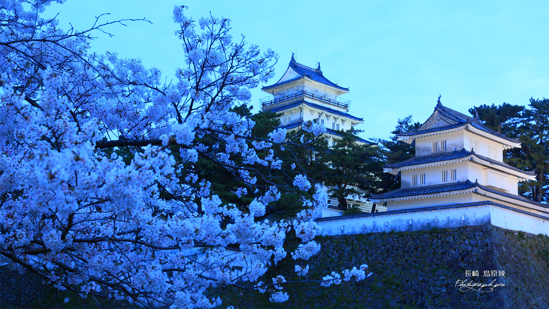 島原城の桜と天守閣