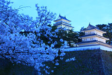 島原城の桜