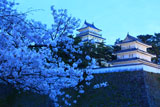 島原城の桜