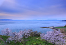 原城跡の桜