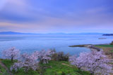 原城跡の桜