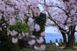 原城の桜と天草を望む