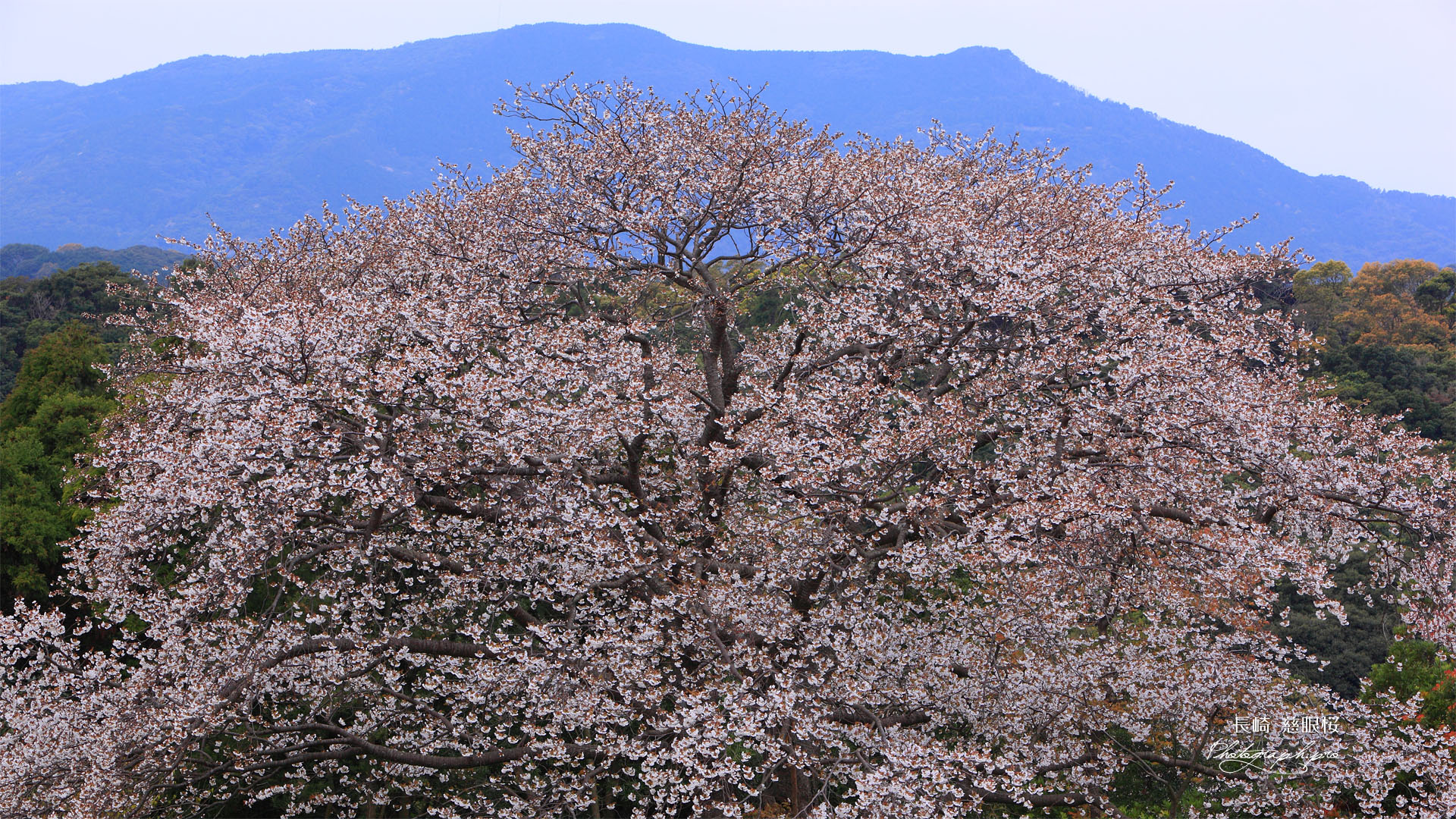 慈眼桜と慈眼岳
