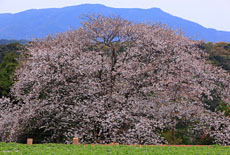 慈眼桜