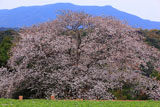 慈眼桜