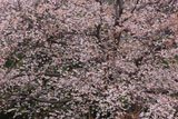 慈眼桜