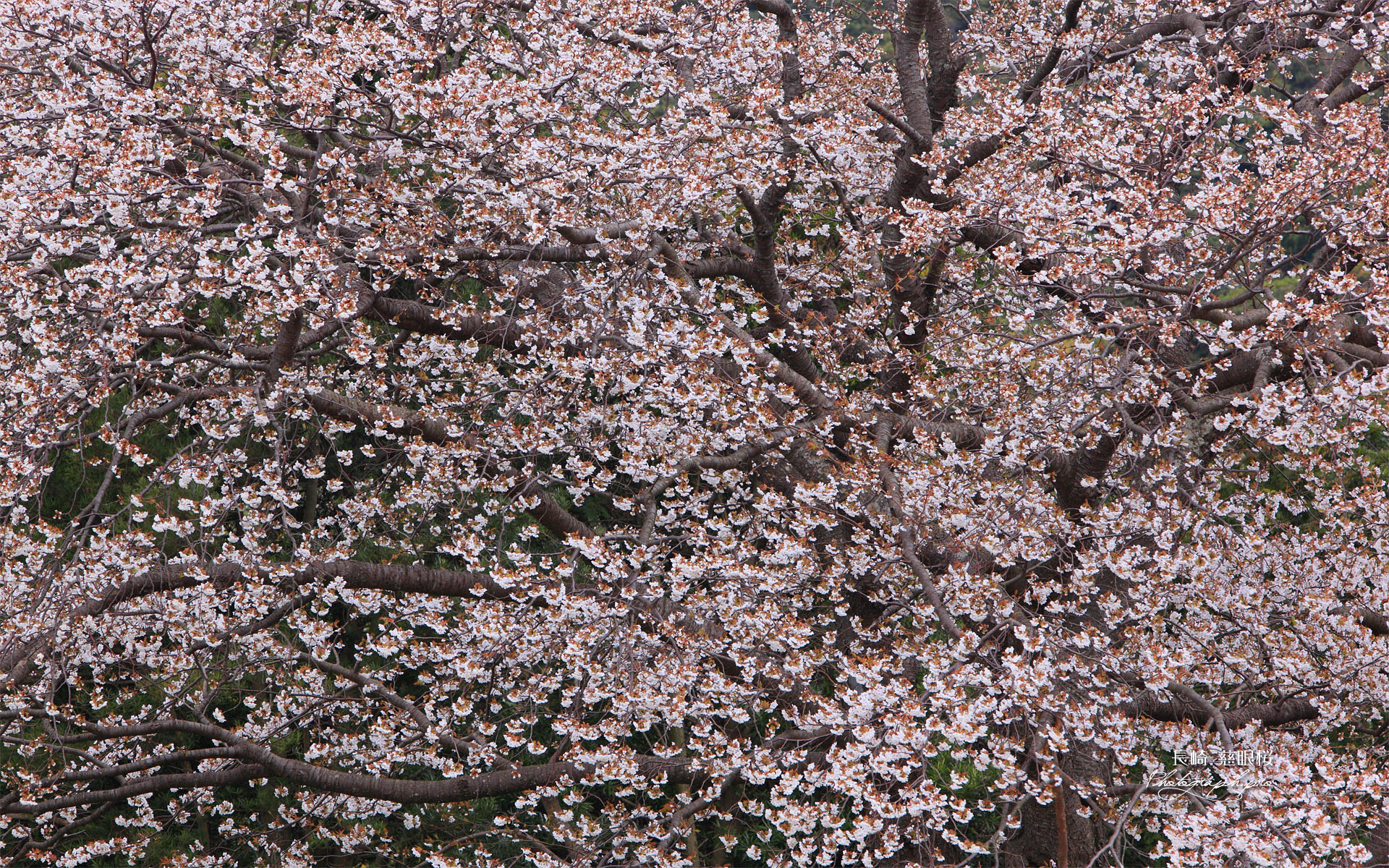 慈眼桜