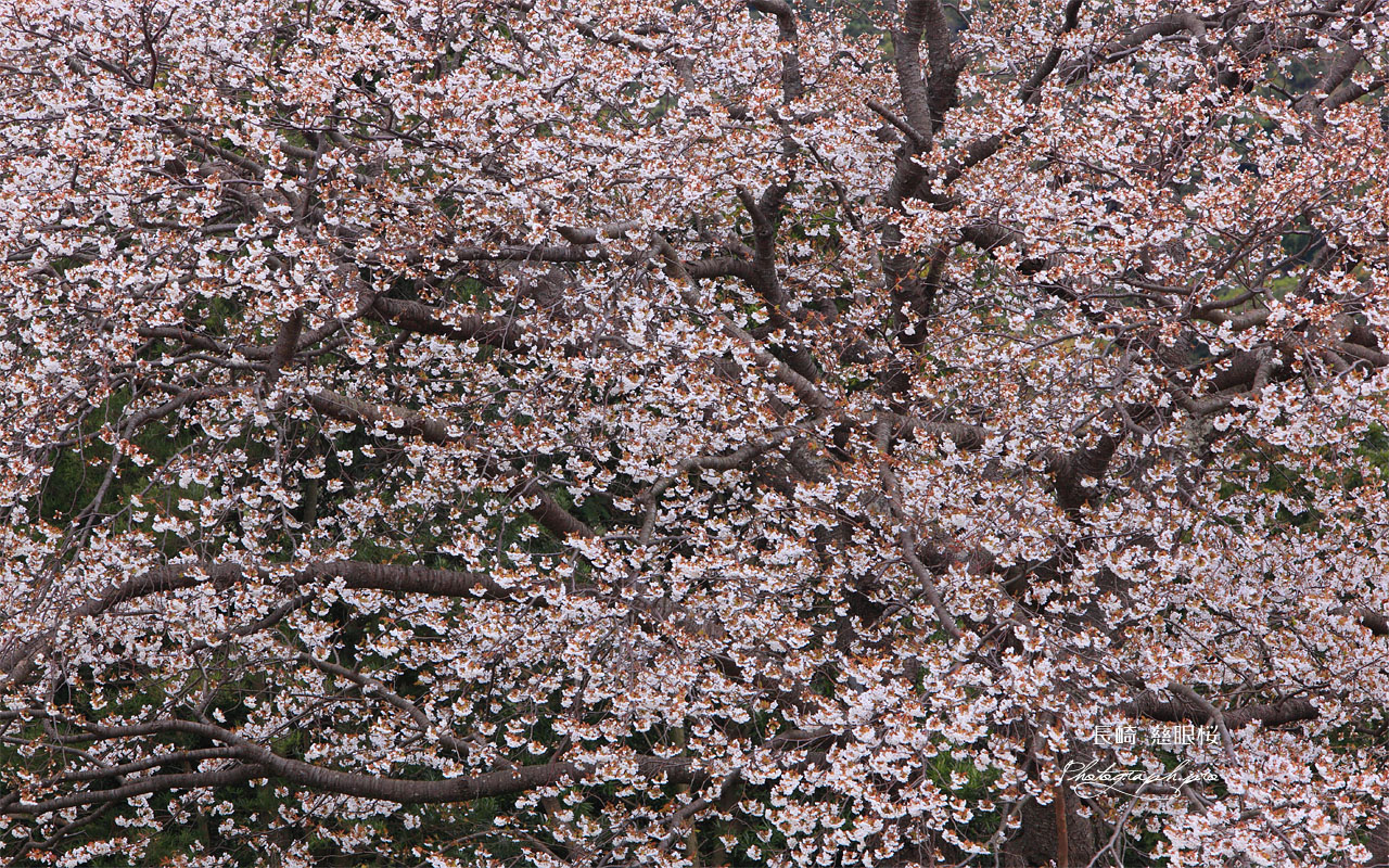 慈眼桜 壁紙