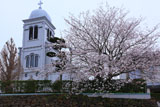 平戸市 紐差教会の桜