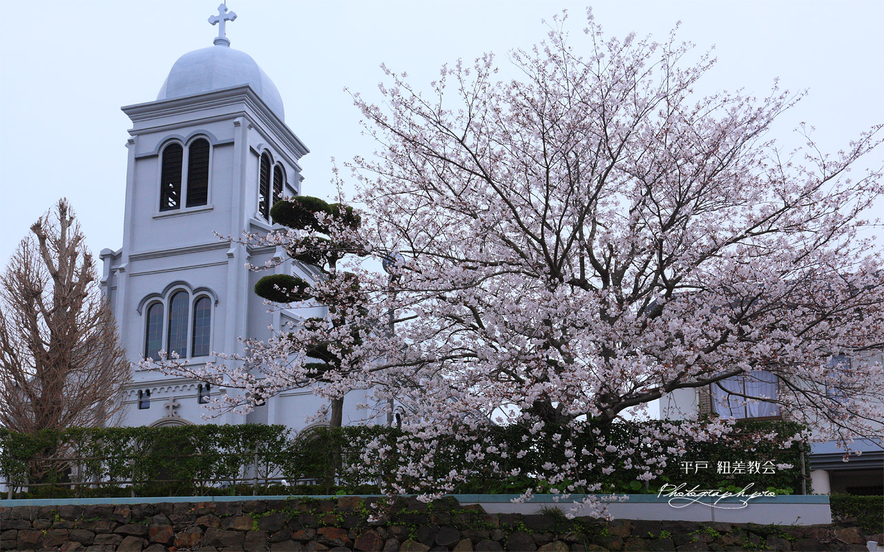 平戸市 紐差教会の桜 壁紙