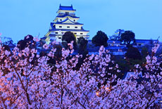 唐津城の桜