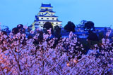 唐津城の桜