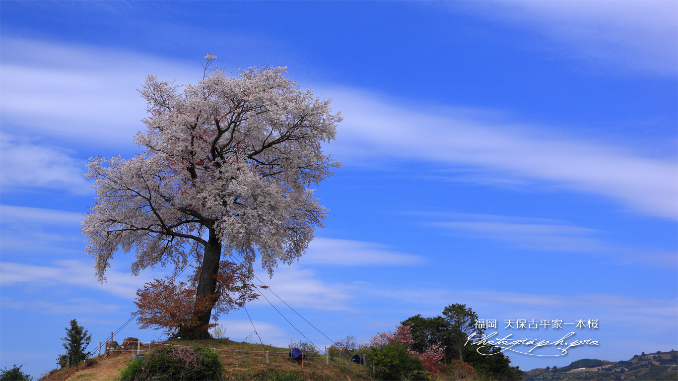 青空を背景に天保古平家一本桜 壁紙