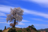 青空を背景に天保古平家一本桜