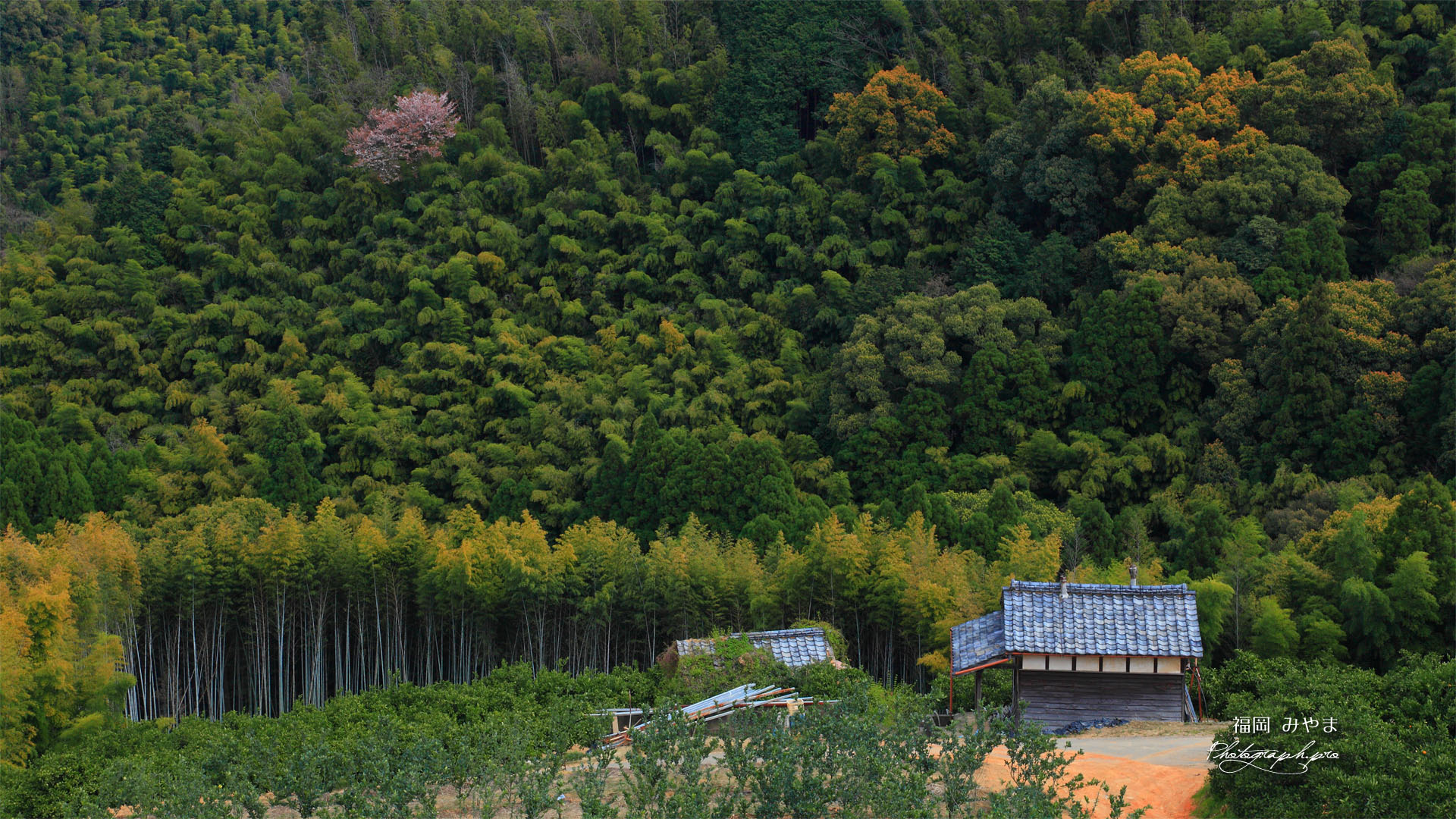 竹林に咲く山桜