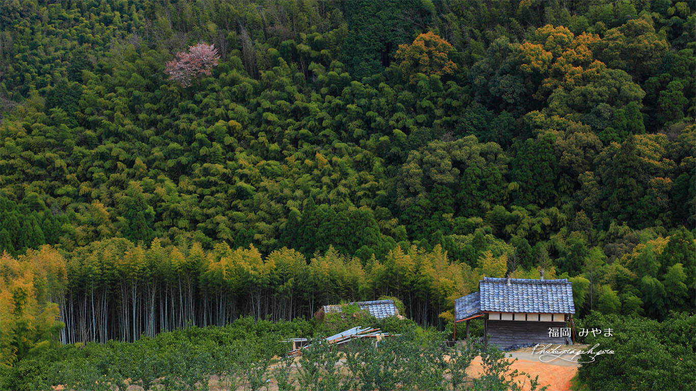 竹林に咲く山桜 壁紙