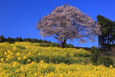 馬場の山桜