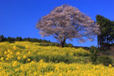 馬場の山桜