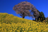 菜の花と馬場の山桜