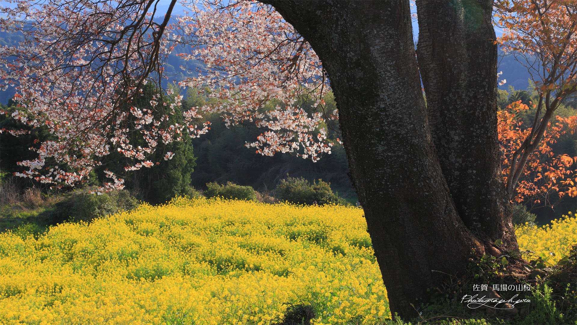 馬場の山桜の根元から