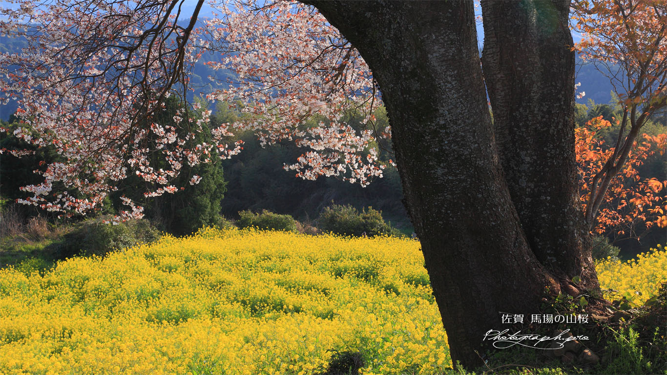 馬場の山桜の根元から 壁紙