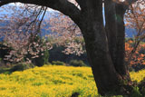 馬場の山桜の根元から