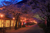 秋月 杉の馬場の夜桜