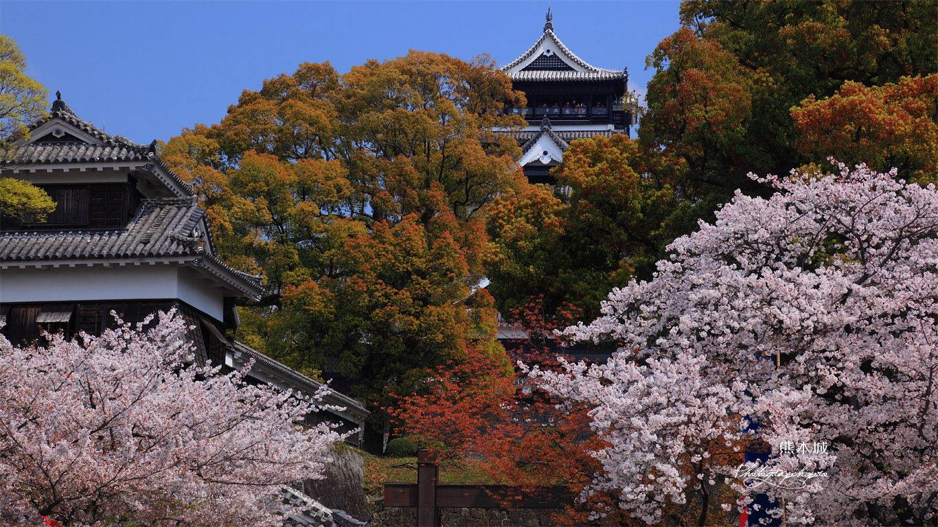 頬当御門からの熊本城の桜 壁紙