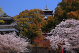 頬当御門からの熊本城の桜
