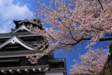 熊本城の桜 天守台南下からの天守閣