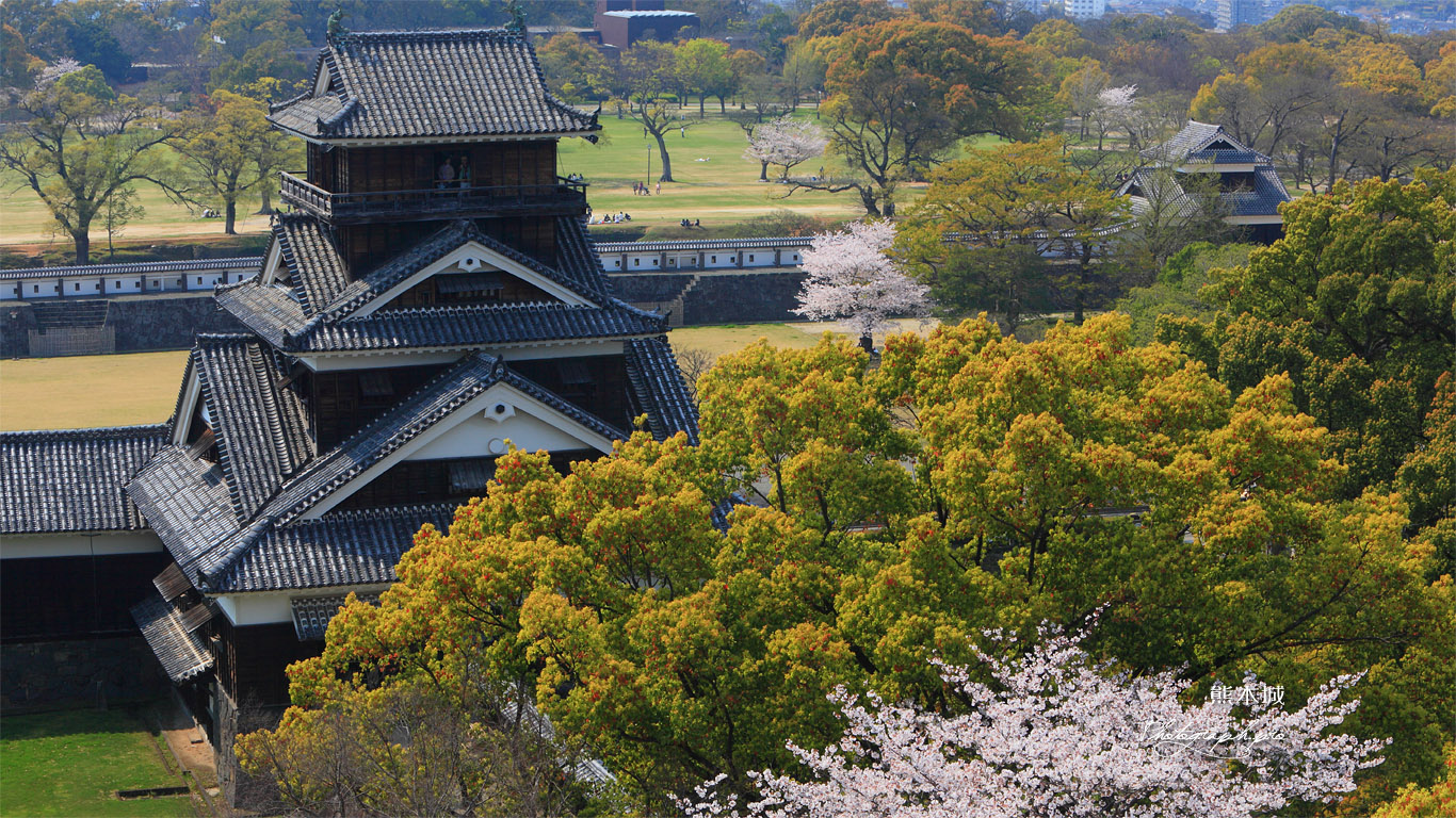 熊本城の桜 天守閣からの宇土櫓 壁紙