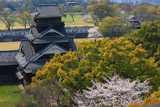 熊本城の桜 天守閣からの宇土櫓