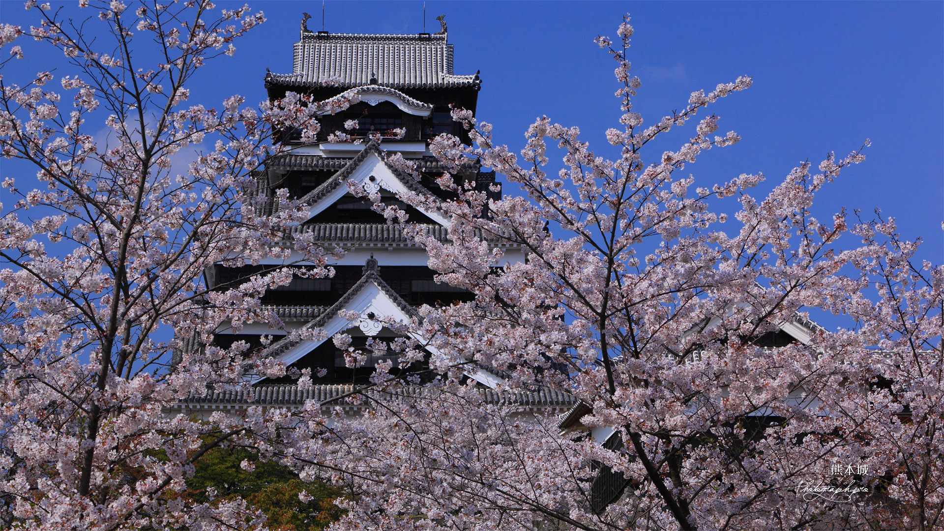 熊本城の桜 飯田丸からの天守閣