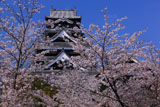 熊本城の桜 飯田丸からの天守閣