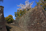 熊本城の桜 飯田丸の石垣