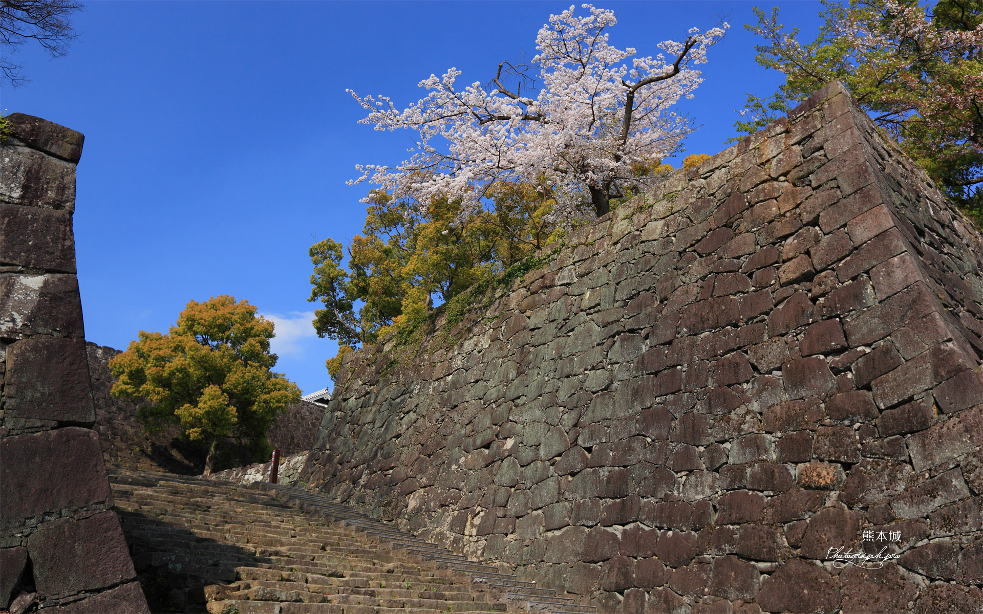 熊本城の桜 飯田丸の石垣