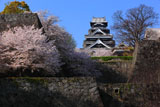 熊本城の桜 竹の丸からの天守閣