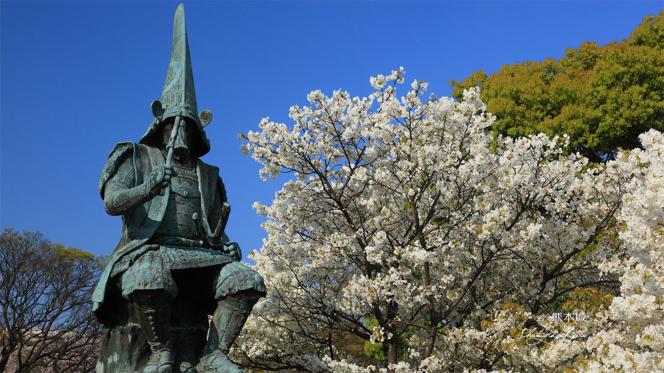 熊本城の桜 加藤清正公銅像 壁紙