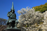 熊本城の桜 加藤清正公銅像