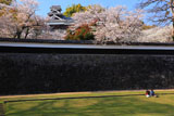 熊本城の桜 長塀と女の子