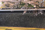 熊本城 長塀の散桜