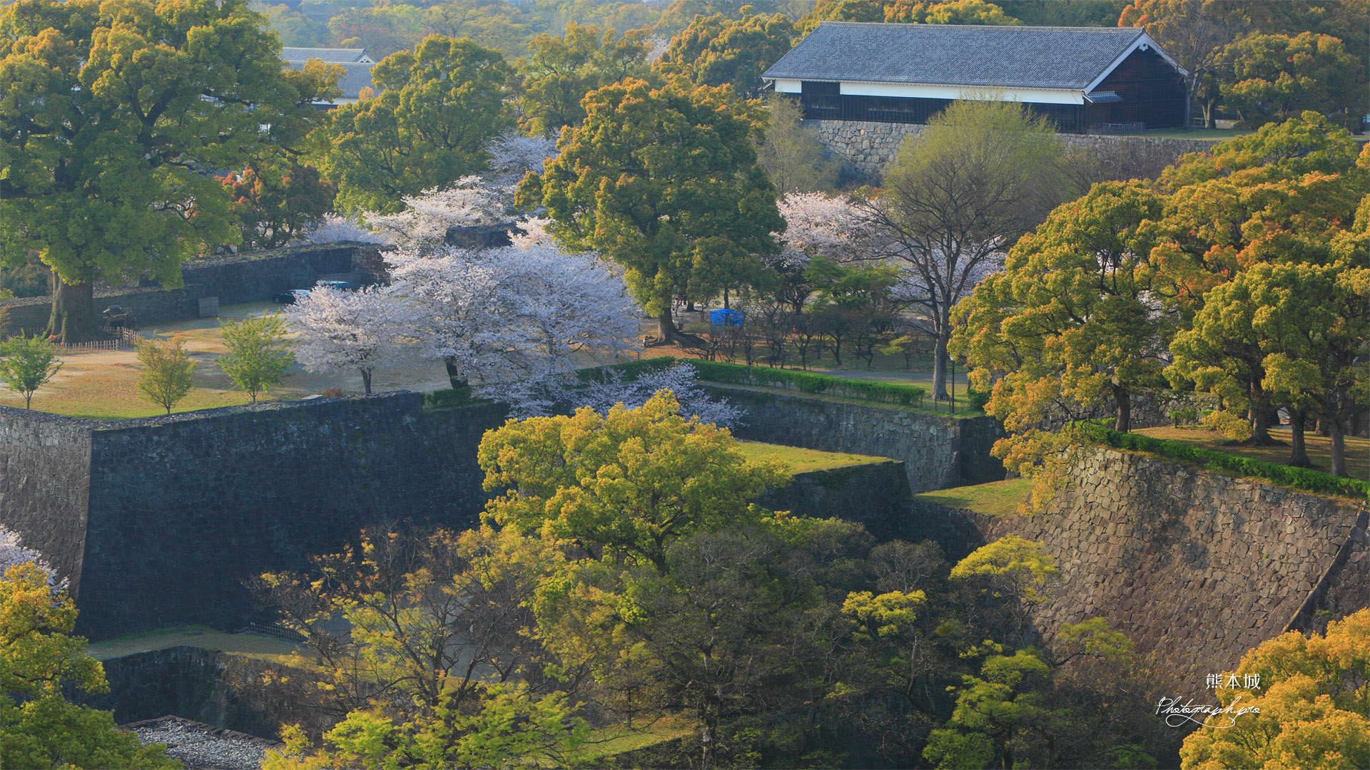熊本城の桜 市役所からの数寄屋丸