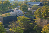 熊本城の桜 市役所からの数寄屋丸