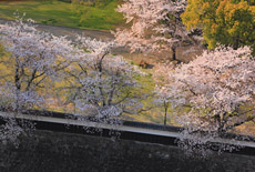 熊本城の桜