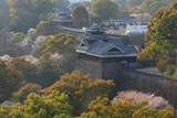 熊本城の桜 市役所からの飯田丸五階櫓