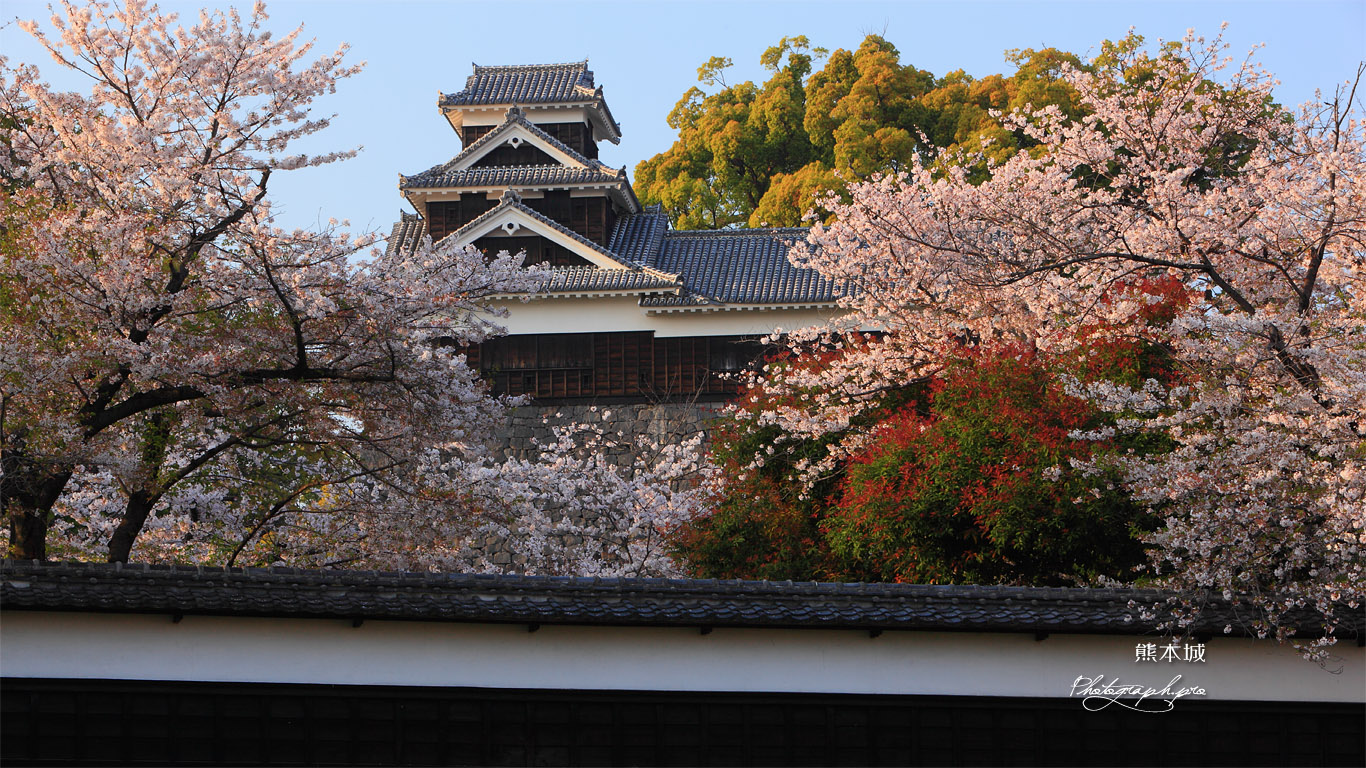 熊本城の桜 長塀と飯田丸五階櫓 壁紙