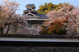 熊本城の桜 長塀と飯田丸五階櫓