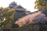 熊本城の桜 竹の丸からの飯田丸五階櫓