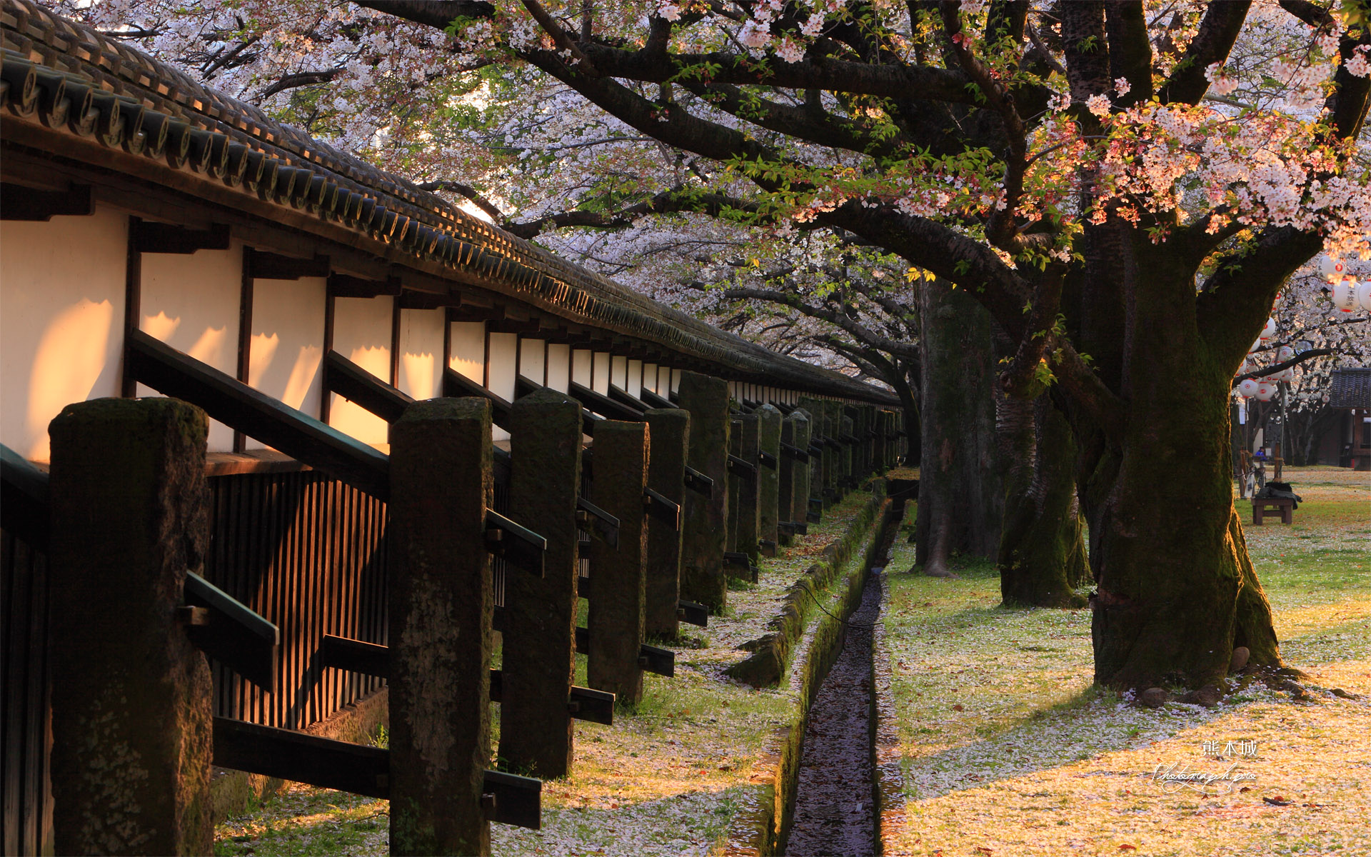 熊本城の桜 竹の丸からの長塀